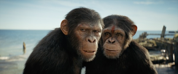 Image of Noa in Kingdom of the Planet of the Apes film